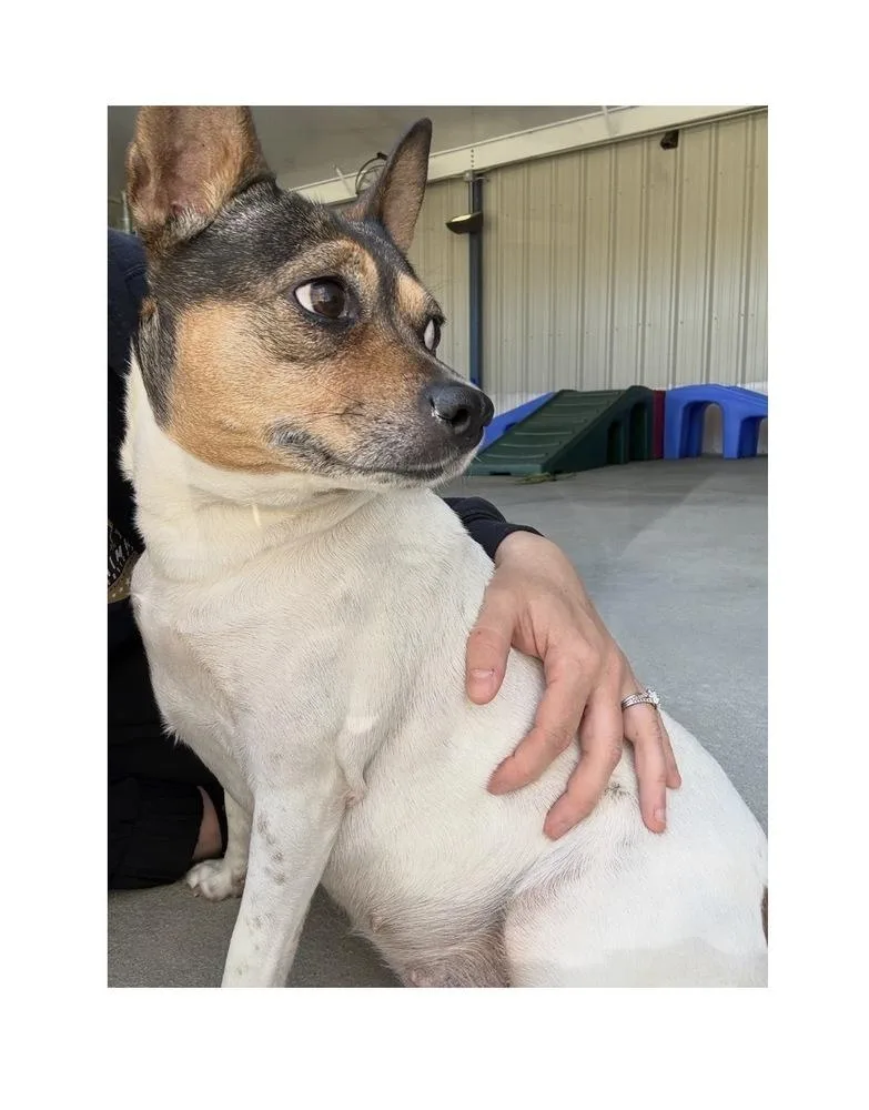 Roxie thumbnail 2