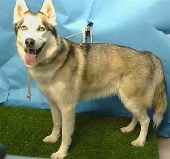 An adult large-sized male Siberian Husky dog named Sy for adoption in Gardena, CA