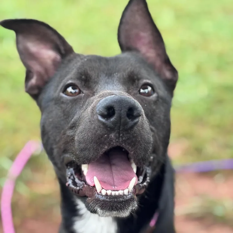 A young medium-sized male Black Mixed Breed dog named Shadow for adoption in York, PA