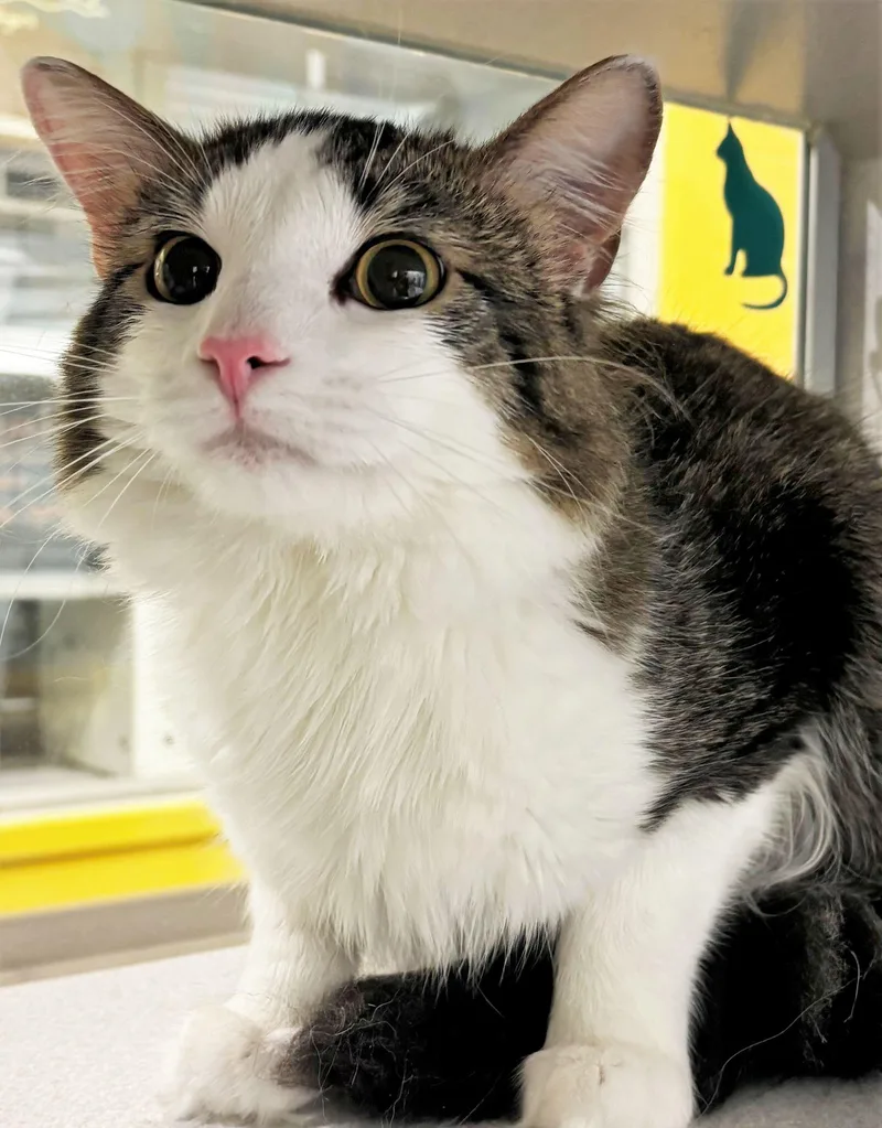 An adult medium-sized male Domestic Long Hair cat named Faucet for adoption in Iowa City, IA