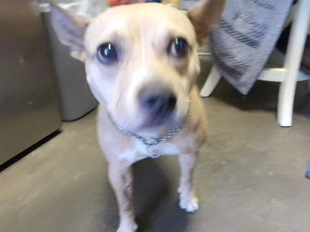 An adult medium-sized female Rat Terrier dog named Cora for adoption in Tulsa, OK
