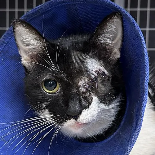 An adult medium-sized male Black & White / Tuxedo Domestic Short Hair cat named Cookie for adoption in Crystal Lake, IL