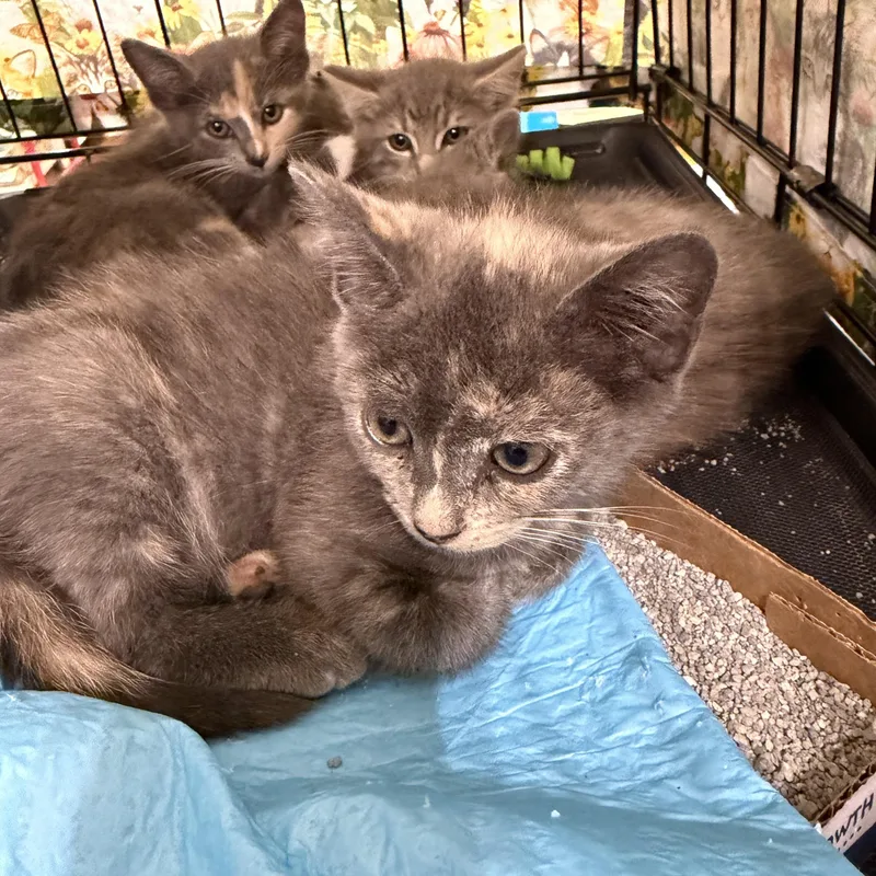 A baby medium-sized female Dilute Tortoiseshell cat named Caramel for adoption in Bridgeton, NC