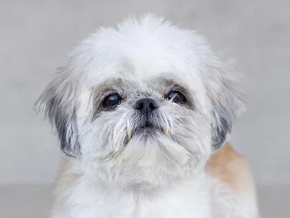 An adult small-sized male Mixed Breed dog named Sugar for adoption in Longmont, CO