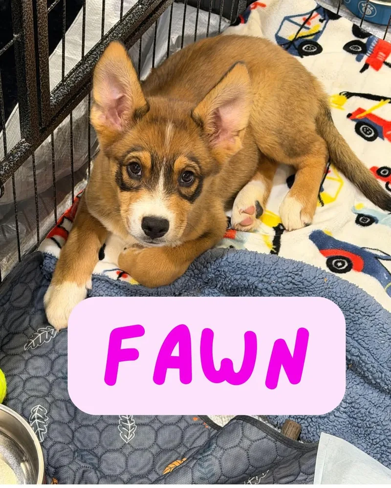 A baby large-sized female Golden Retriever dog named Fawn for adoption in Tucson, AZ