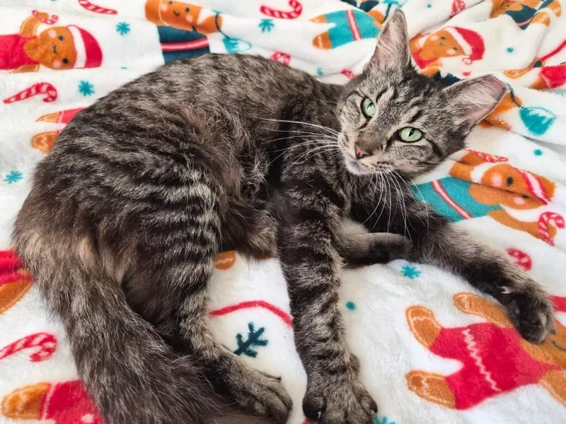 A baby medium-sized female Domestic Long Hair cat named Chacha for adoption in New Braunfels, TX