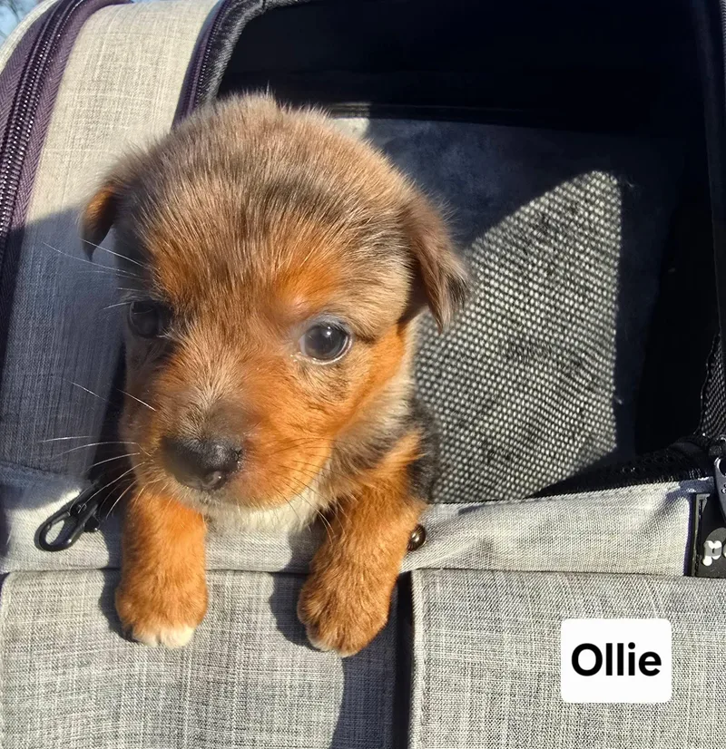 A baby medium-sized male Australian Shepherd dog named Ollie for adoption in Saint Clairsville, OH