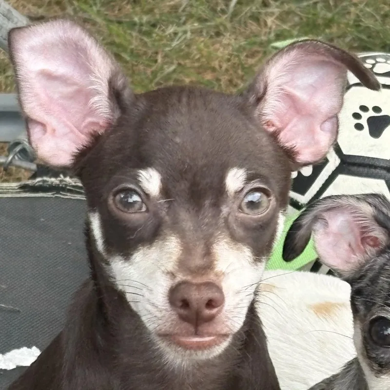 A baby small-sized male Chihuahua dog named Bourbon for adoption in Hudson, IL