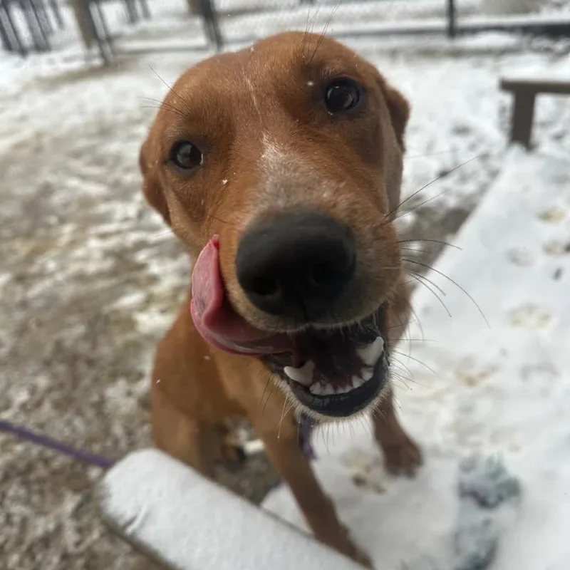 An adult medium-sized male Brown / Chocolate Cattle Dog dog named Peter for adoption in Columbia Station, OH