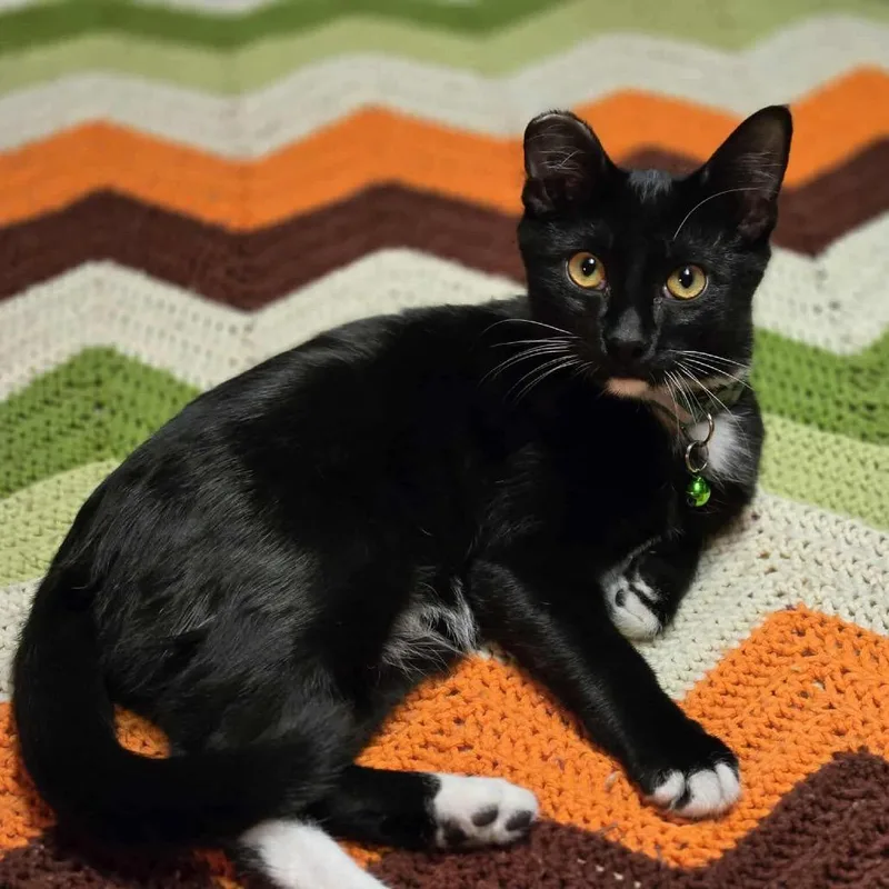 A young medium-sized male Black & White / Tuxedo Domestic Short Hair cat named Spiderman for adoption in Stoughton, WI