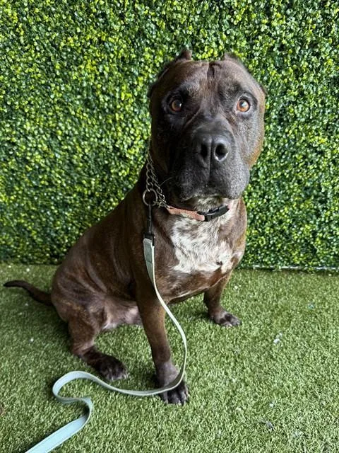 An adult large-sized male Terrier dog named Titan for adoption in Naples, FL