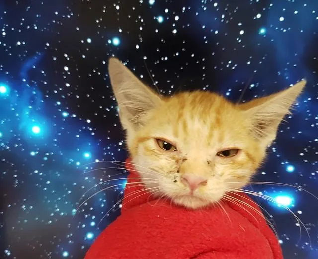 A baby small-sized female Domestic Short Hair cat named Carmilla Cardi for adoption in Tucson, AZ