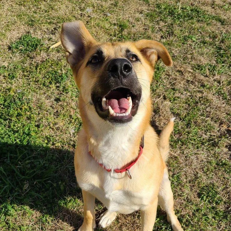 A young medium-sized male German Shepherd Dog dog named Tony for adoption in Dallas, TX