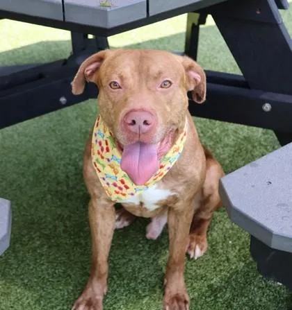 A young large-sized male Mixed Breed dog named Captain Ace for adoption in Athens, GA