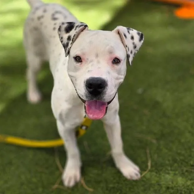 A young medium-sized female Dalmatian dog named Princess for adoption in Las Vegas, NV