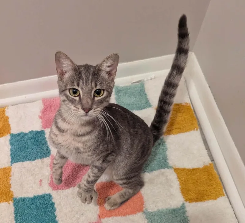 A baby medium-sized male Domestic Short Hair cat named Alfred for adoption in South Bend, IN