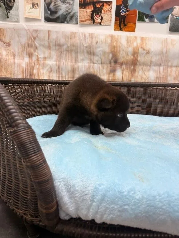 A baby small-sized male Chow Chow dog named Gale for adoption in Neillsville, WI