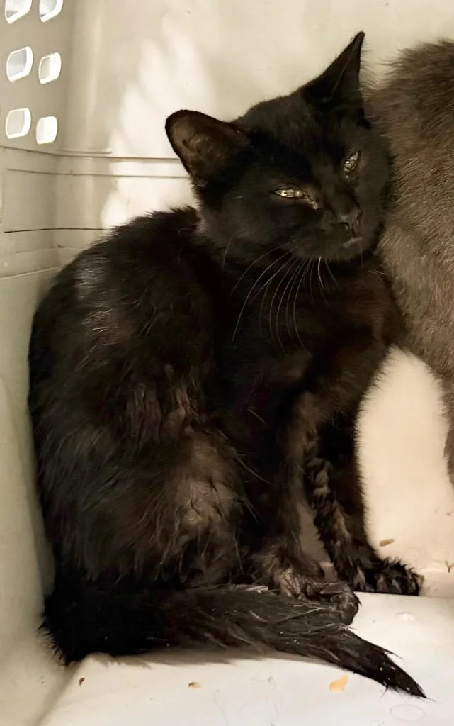 A baby medium-sized female Domestic Short Hair cat named Shelby for adoption in Burnsville, NC