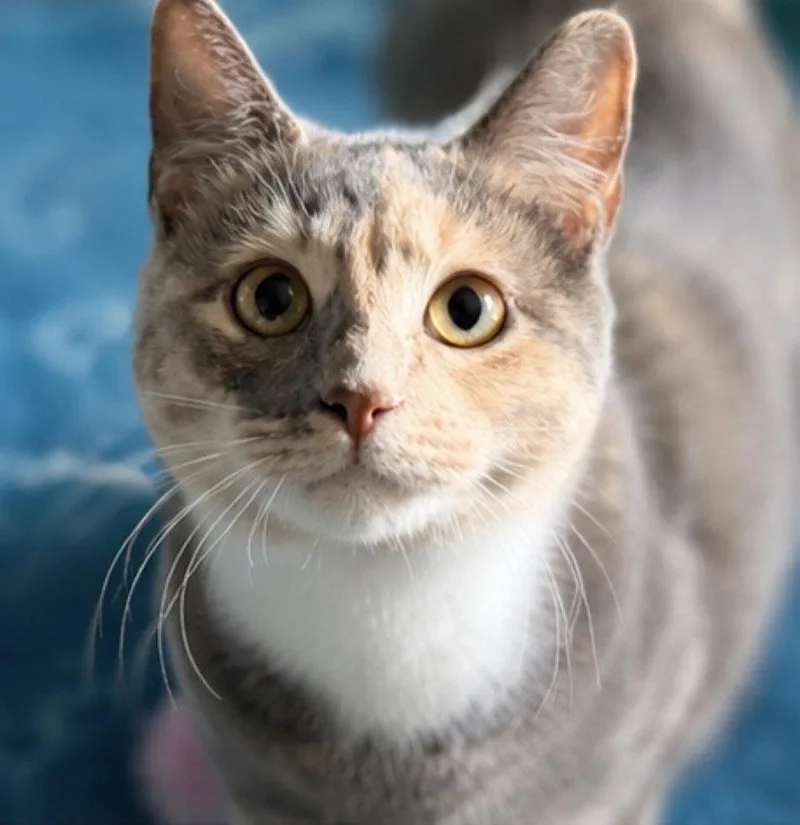 A baby small-sized female Gray / Blue / Silver Domestic Short Hair cat named Lizzie for adoption in O'Fallon, MO