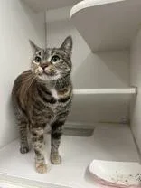 An adult large-sized female Domestic Short Hair cat named Fyre for adoption in Reisterstown, MD