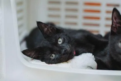 A baby small-sized female Domestic Short Hair cat named A Mare for adoption in North Charleston, SC