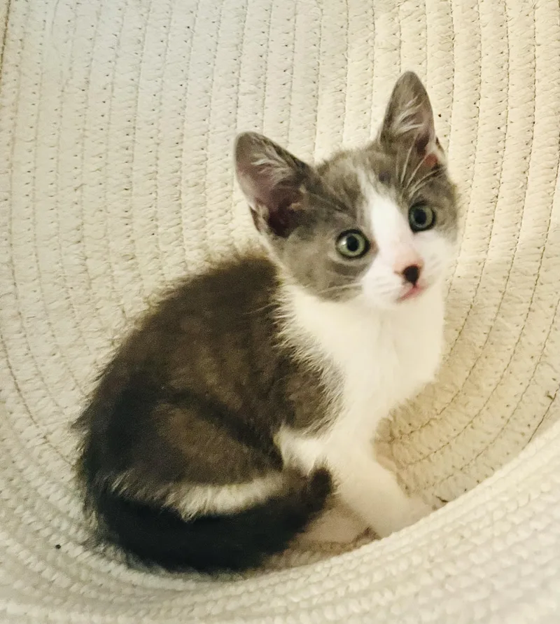 A baby medium-sized male American Shorthair cat named Nyx for adoption in Arlington, TX