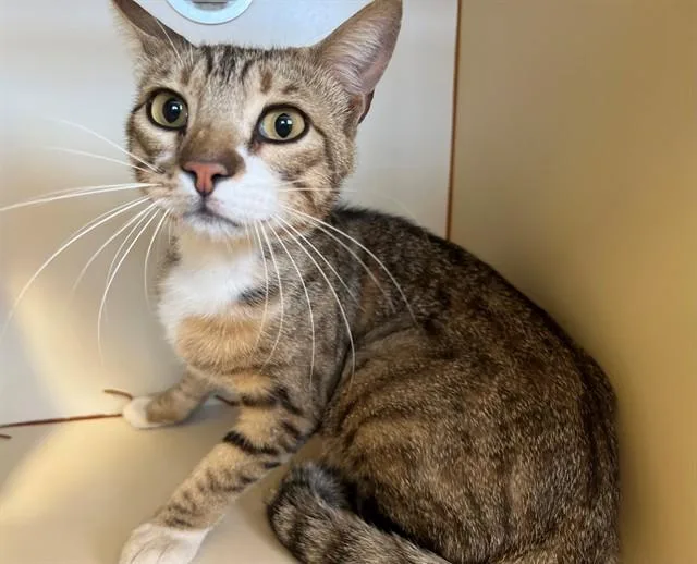 A young medium-sized male Domestic Short Hair cat named Rusty for adoption in Blythe, CA