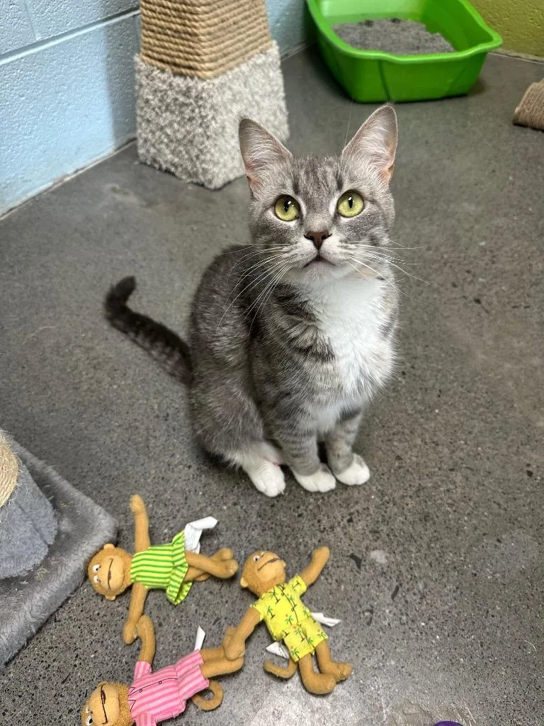 A young medium-sized female Domestic Short Hair cat named Lexi for adoption in Johnson City, TN