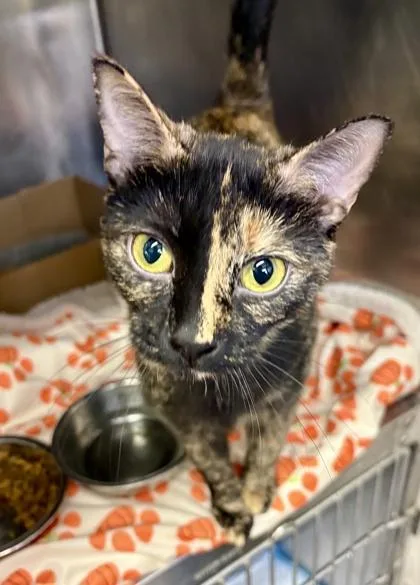 An adult medium-sized female Tortoiseshell Domestic Short Hair cat named Patsy for adoption in Lafayette, IN