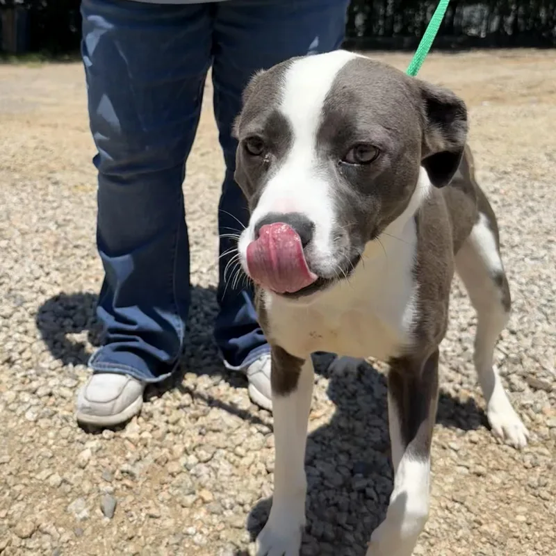 A young medium-sized male Gray / Blue / Silver Pit Bull Terrier dog named Ross for adoption in Columbia, SC