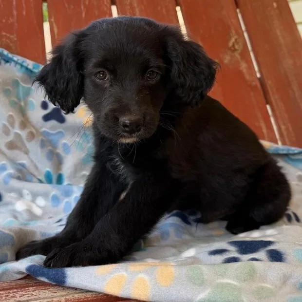 A baby medium-sized male Black Cocker Spaniel dog named Scout Style for adoption in Andover, MA