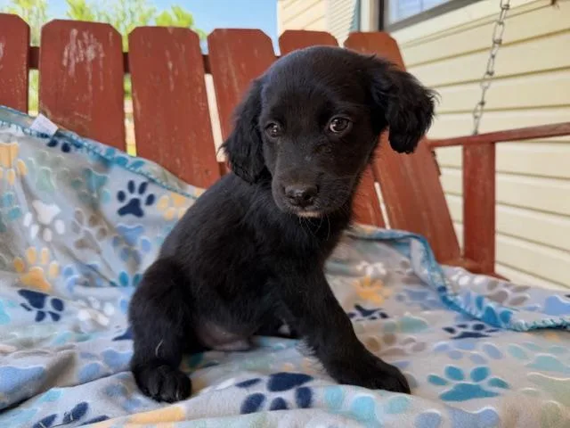 Scout Style thumbnail 2