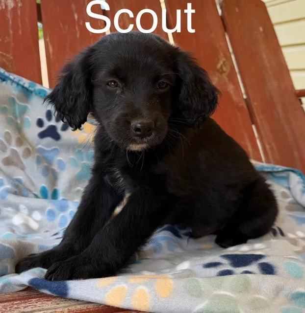 Scout Style thumbnail 3