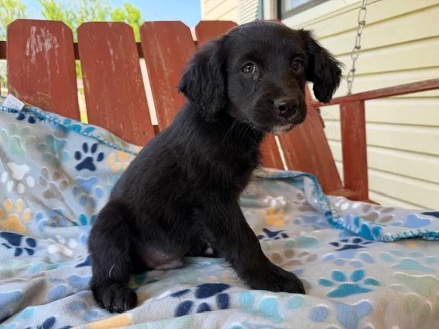 Scout Style thumbnail 4