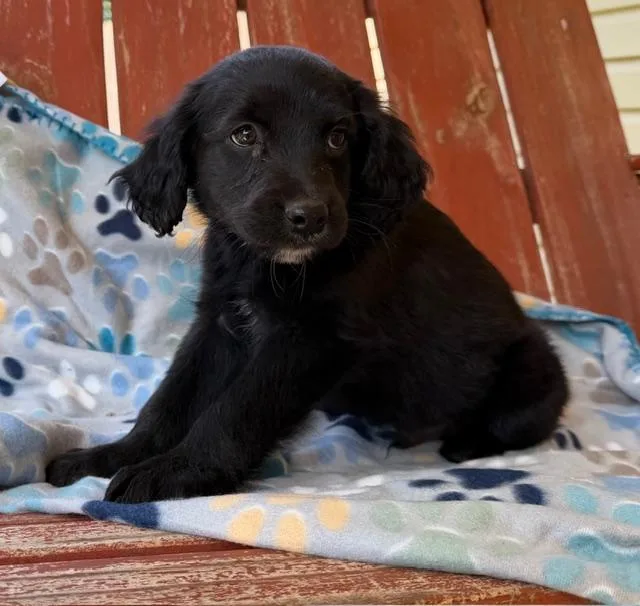 Scout Style thumbnail 5