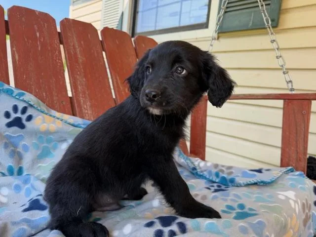 Scout Style thumbnail 6