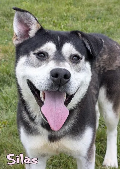 An adult large-sized male Siberian Husky dog named Silas for adoption in Mason, MI