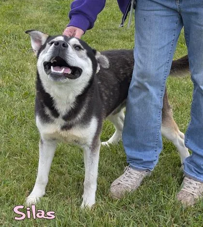 Silas thumbnail 2