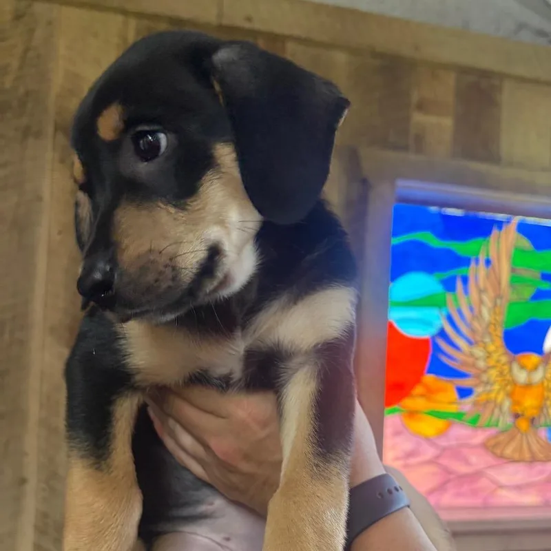 A baby medium-sized female Coonhound dog named ALPHARETTA  Minnie for adoption in Blairsville, GA