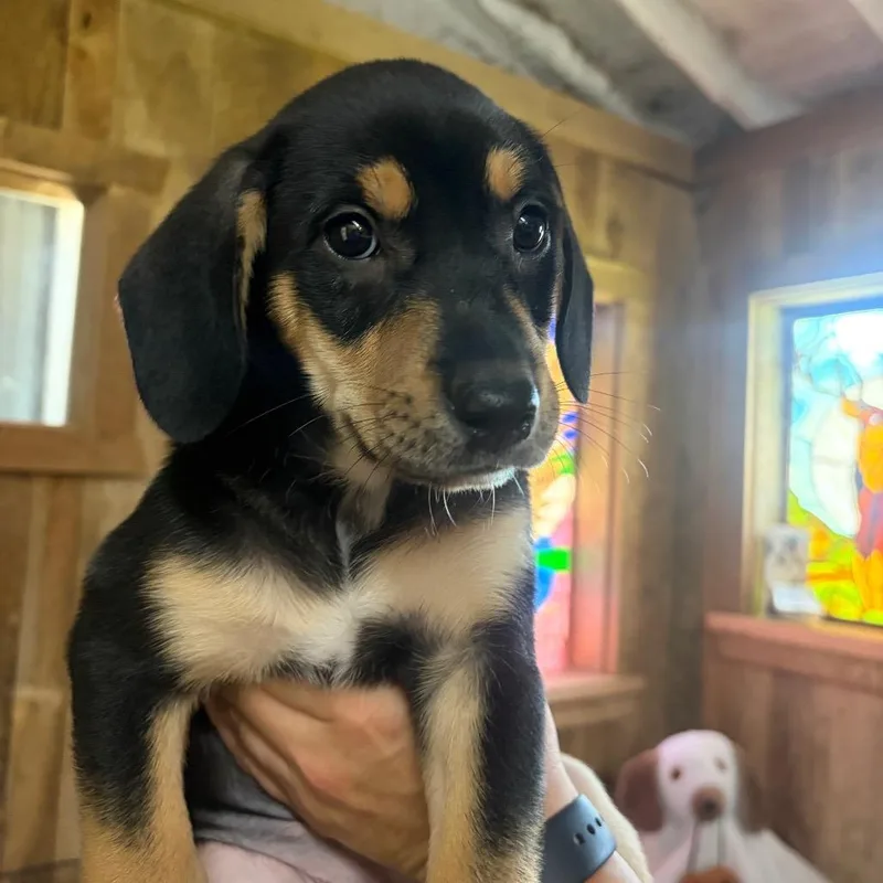 ALPHARETTA  Minnie thumbnail 3