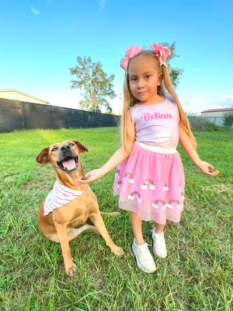 A young medium-sized female Brown / Chocolate Labrador Retriever dog named Nandi for adoption in Tomball, TX