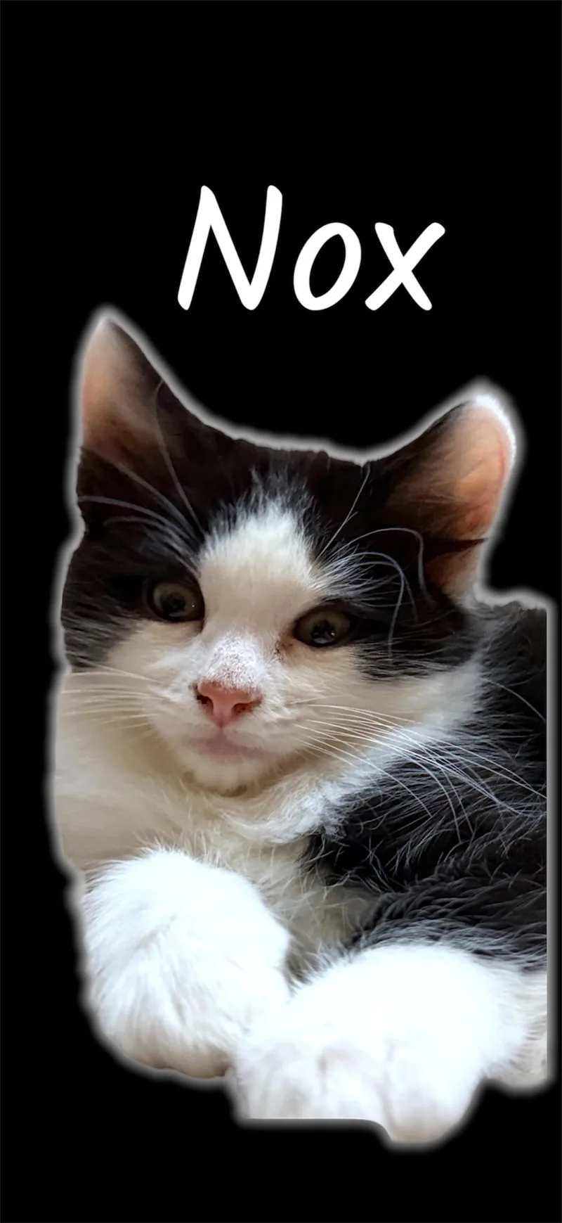 A baby small-sized male Black & White / Tuxedo Domestic Short Hair cat named Nox for adoption in Auburn, CA