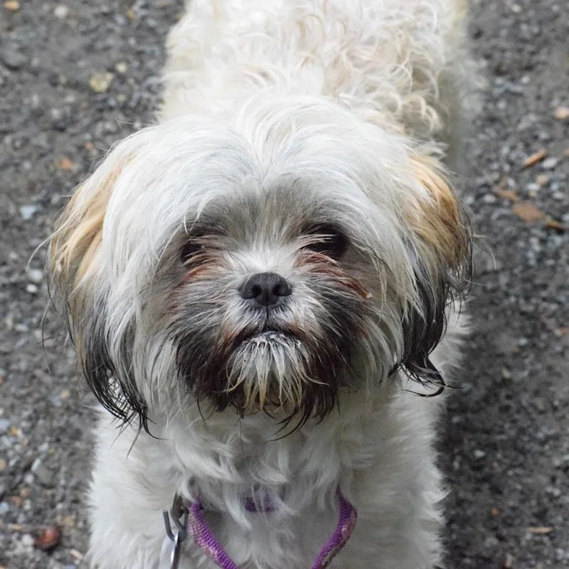 An adult small-sized female White / Cream Shih Tzu dog named Rizzo for adoption in Hopkinton, MA