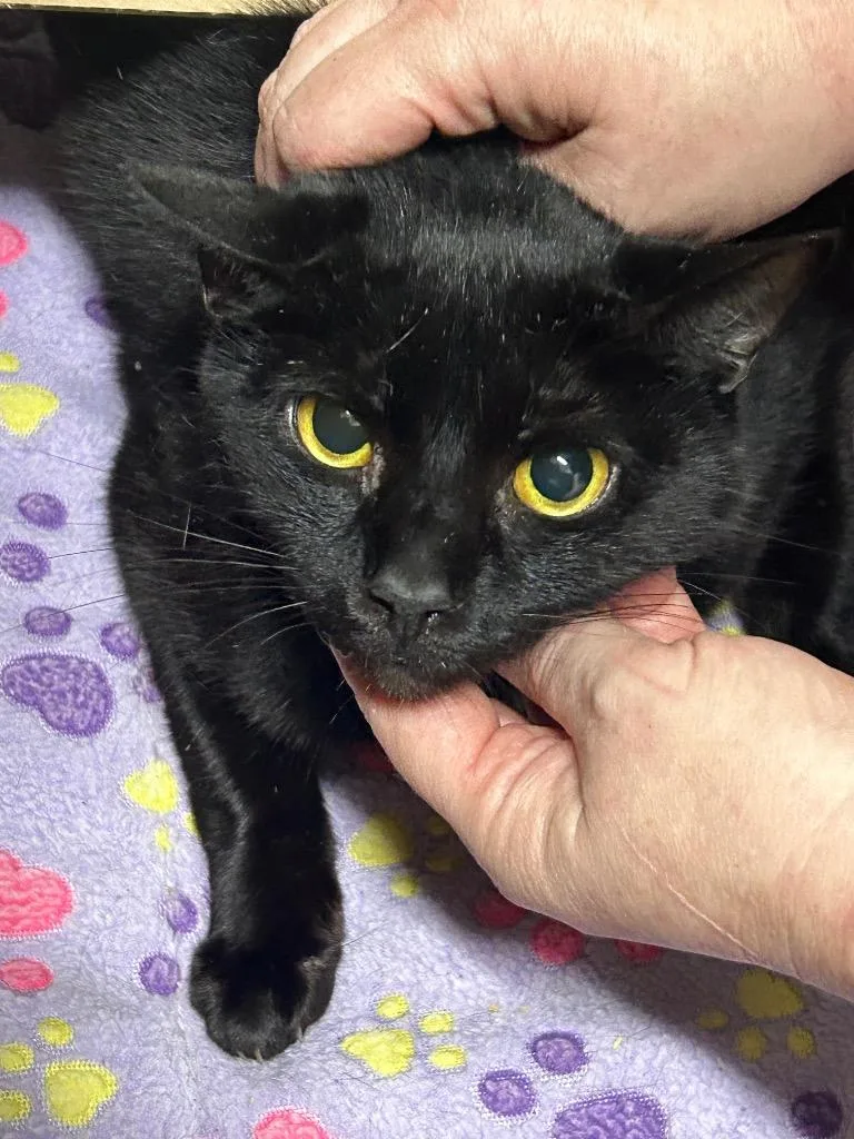 An adult small-sized male Domestic Short Hair cat named Mojo Bones for adoption in East Ridge, TN