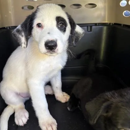 A baby large-sized male Border Collie dog named Bullseye for adoption in Morton Grove, IL