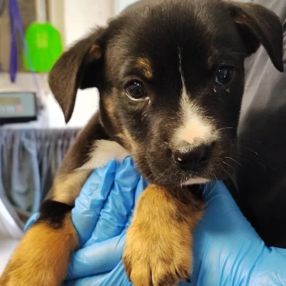 A baby small-sized male Black Mixed Breed dog named Sebastian for adoption in Grand Rapids, MI