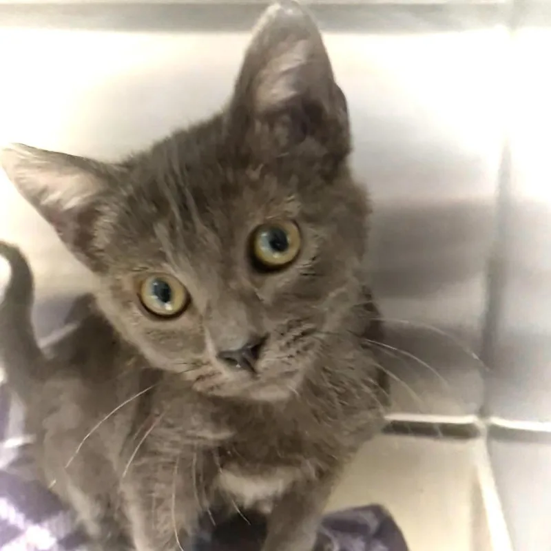 A baby small-sized male Gray / Blue / Silver Domestic Short Hair cat named Noir for adoption in Upland, CA