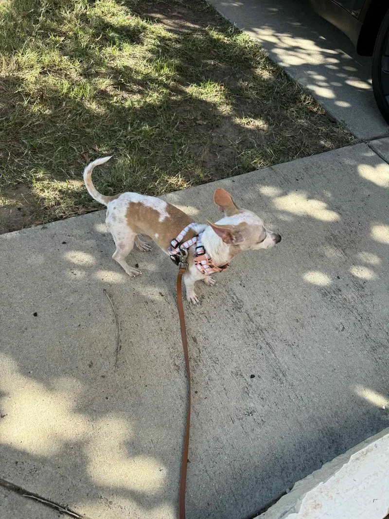 Franknfurter thumbnail 2