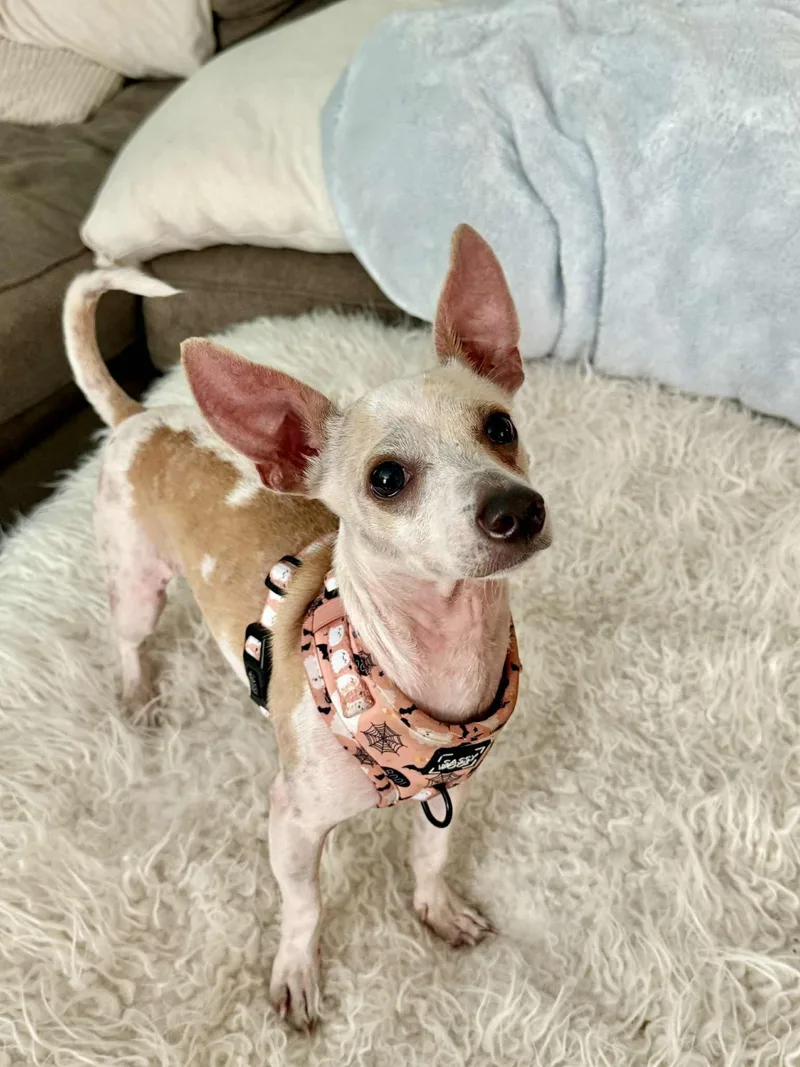 Franknfurter thumbnail 4