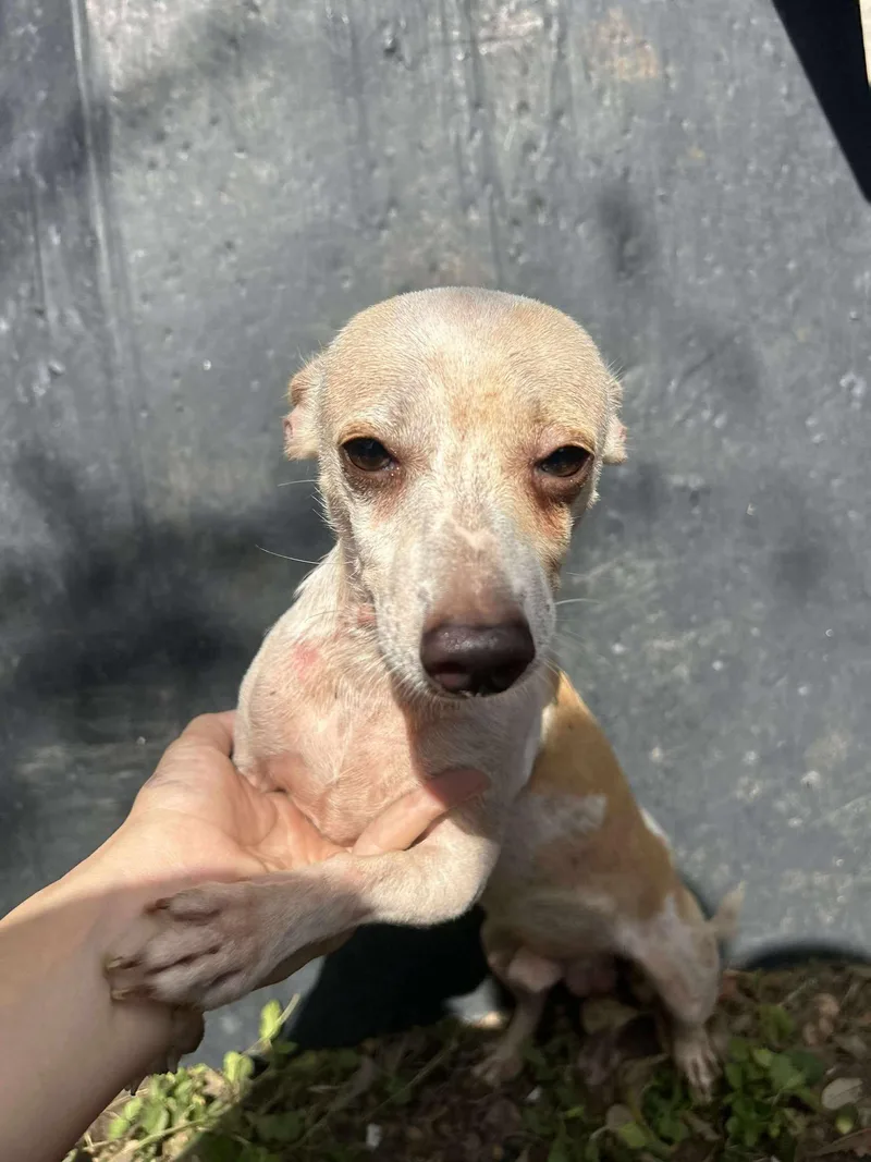 Franknfurter thumbnail 5